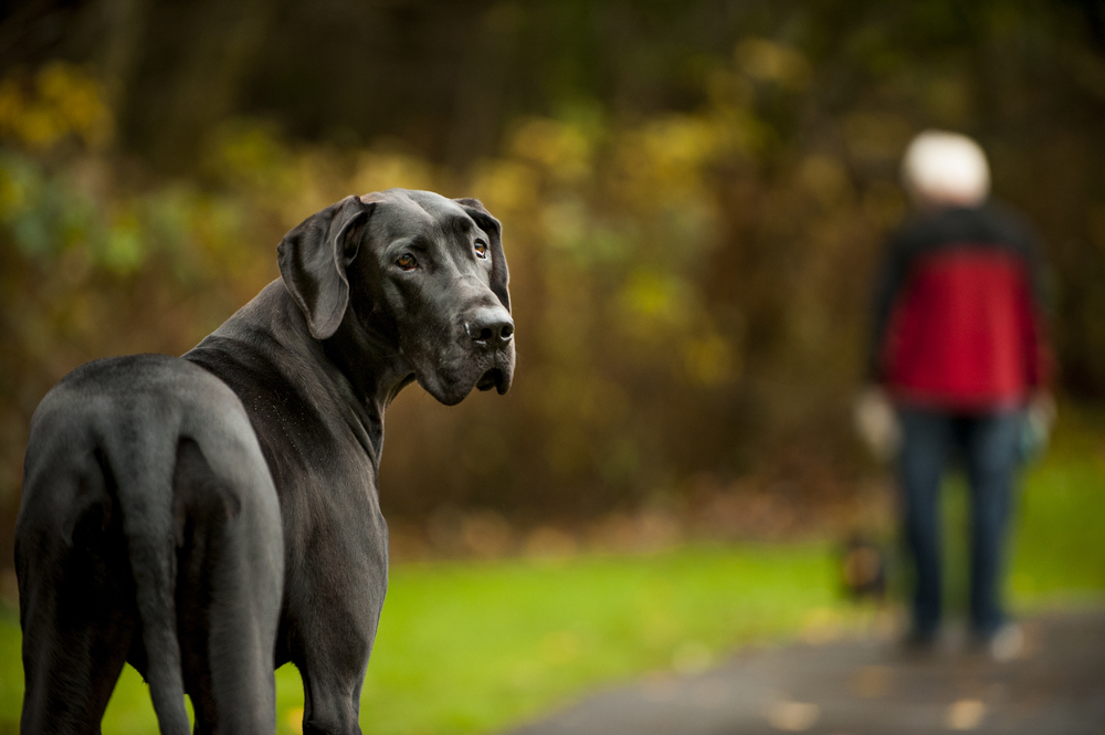 Dog german - ce temperament are câinele de rasă denumit Marele Danez