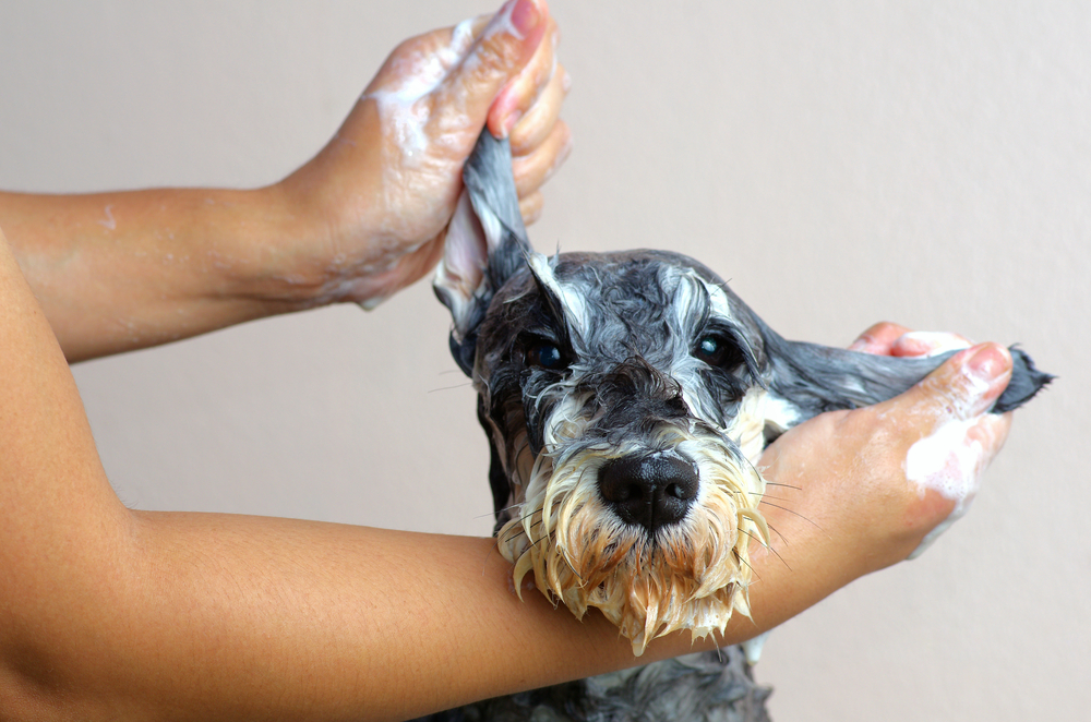 Rasa Schnauzer - ce caracteristici are câinele cu sprâncene lungi