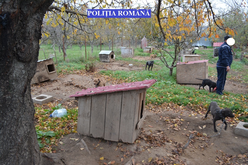 Aproape 50 de câini din rase periculoase, în curtea unui tânăr din Brăila, fără să fie în evidențe| FOTO