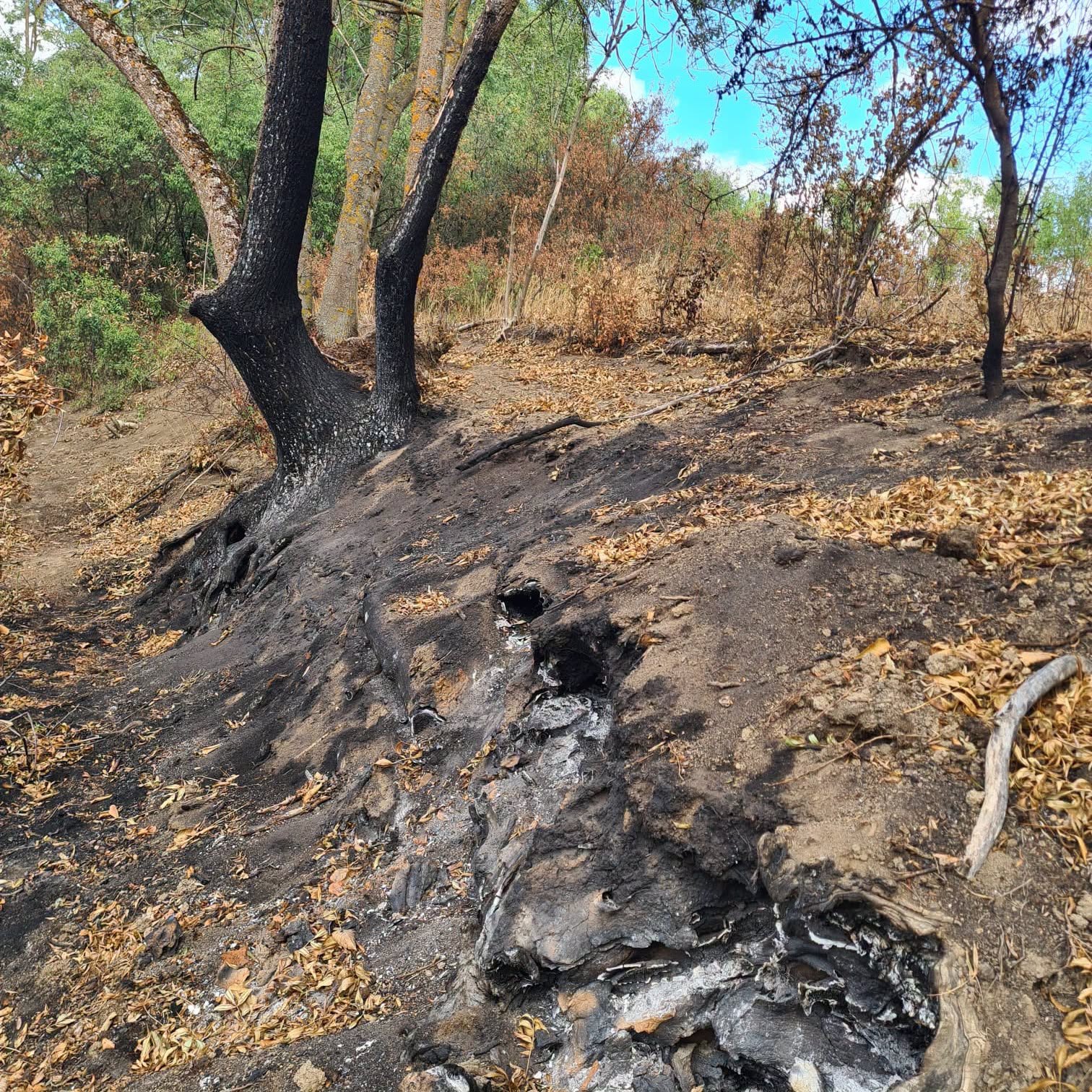 Ce este incendiul subteran care afectează Parcul Natural Lunca Mureșului, acolo unde copacii iau foc din senin