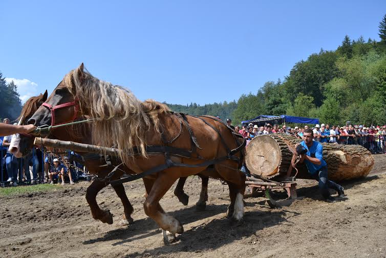 Caii au făcut spectacol la Festivalului Naţional Ecvestru de la Râşnov, desfășurat în weekend / FOTO