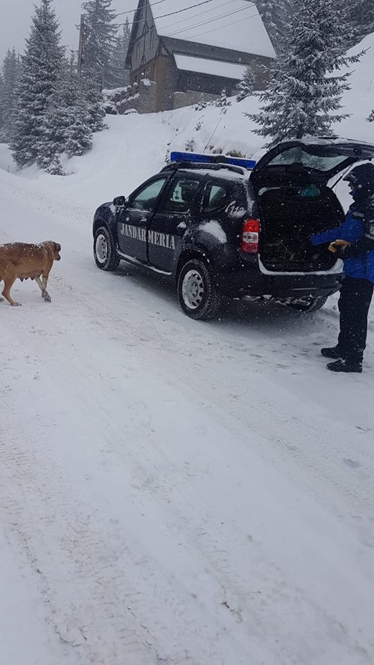IMAGINI EMOȚIONANTE | Căței îngropați în zăpadă, salvați de jandarmii montani din Gorj. Cum a reacționat mama cățelușilor
