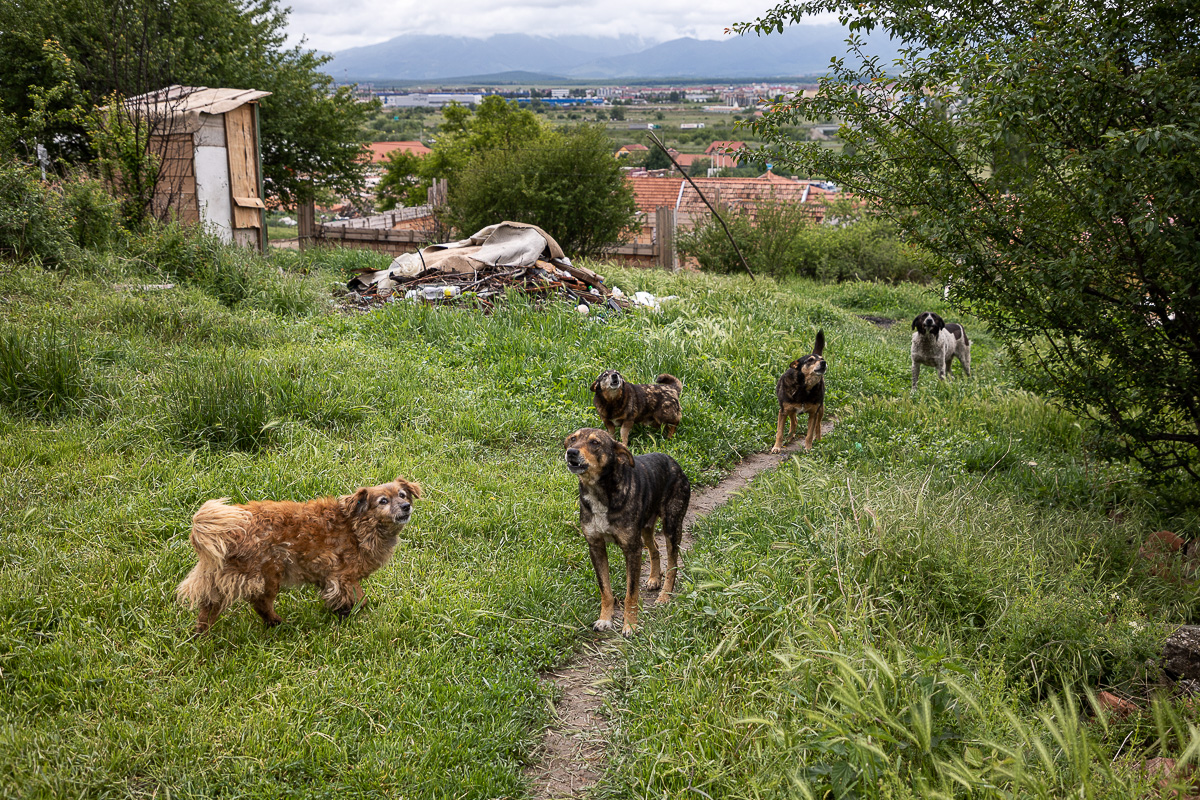 Monica Şamu trăieşte de-o viaţă în favela Sibiului şi speră ca măcar nepoata ei să aibă parte de “condiţii mai bune”. Promisiunea uitată a preşedintelui