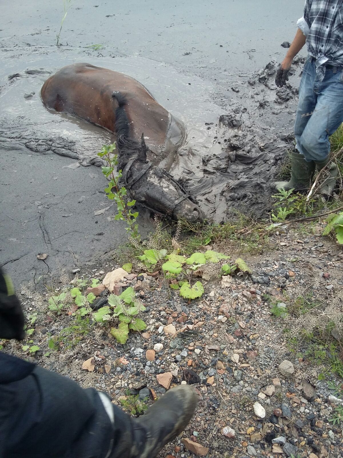 Cai folosiți în terapia copiilor cu sindrom Down, salvați de pompierii din Petroșani GALERIE FOTO