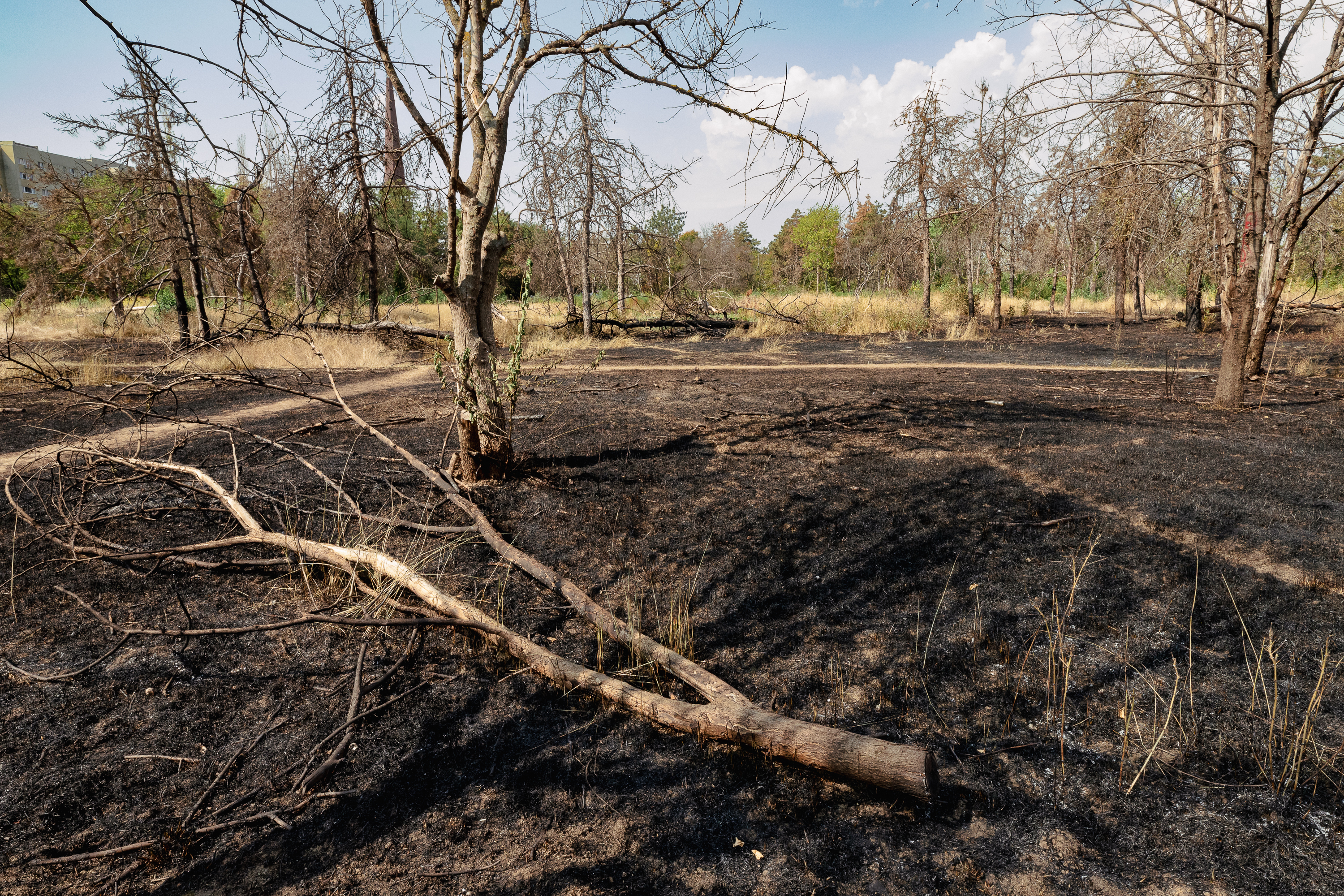 Revolta locuitorilor de lângă Parcul IOR care arde, iar copacii se usucă în mod misterios, sub ochii autorităților: „Ne credeți proști, domnule primar?”