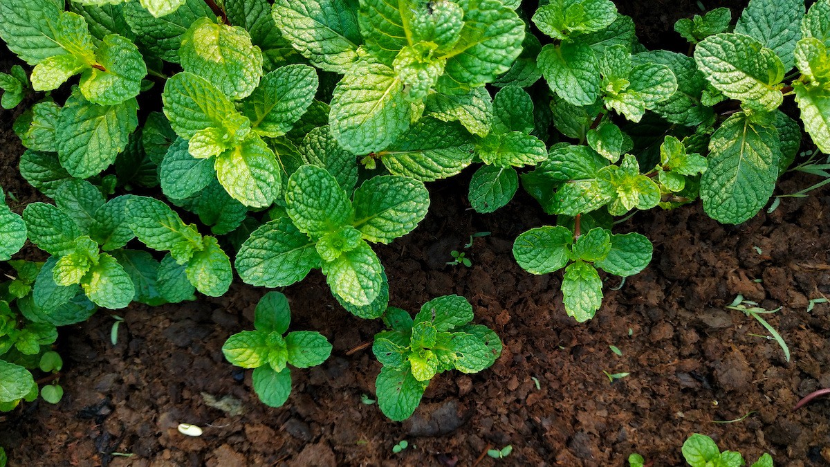 5 plants that can repel mosquitoes