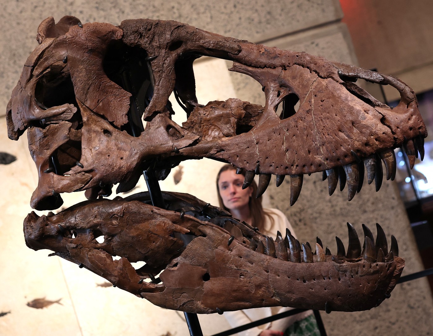 „Gus” este cel mai scump dinozaur din lume: suma-record cu care s-a vândut un T-Rex uriaș de 67 de milioane de ani, în SUA | VIDEO