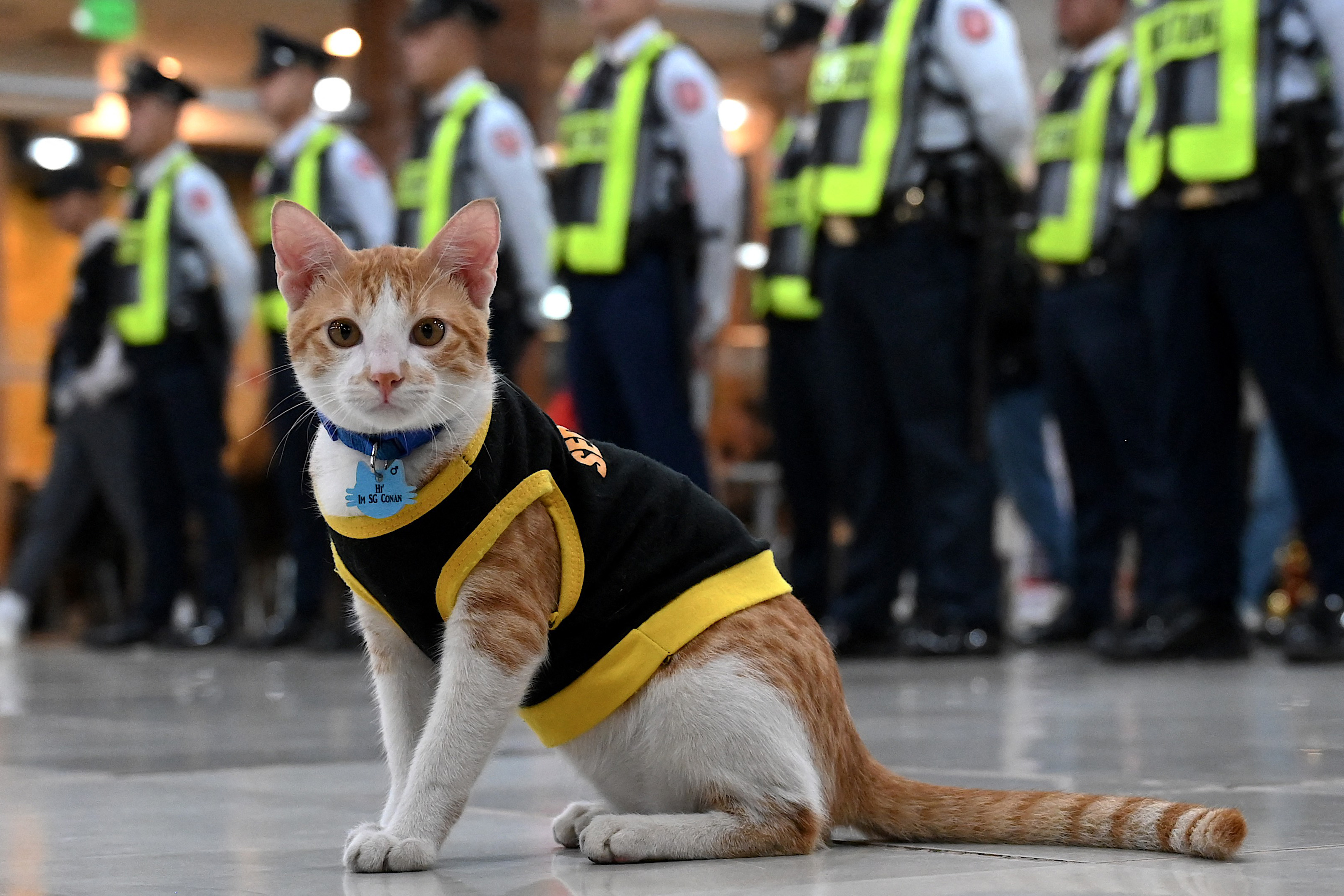 Patrula felinelor, înființată în Filipine. Pisicile fără stăpân sunt dresate să verifice bagaje și primesc la schimb casă și masă