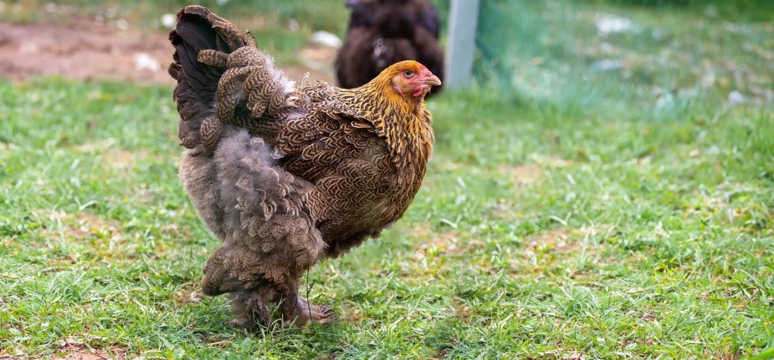 Viața la ferma de zimbri din Vama Buzăului. Animalele sunt îngrijite într-o rezervație de 90 de hectare, aflată la poalele Munților Ciucaș