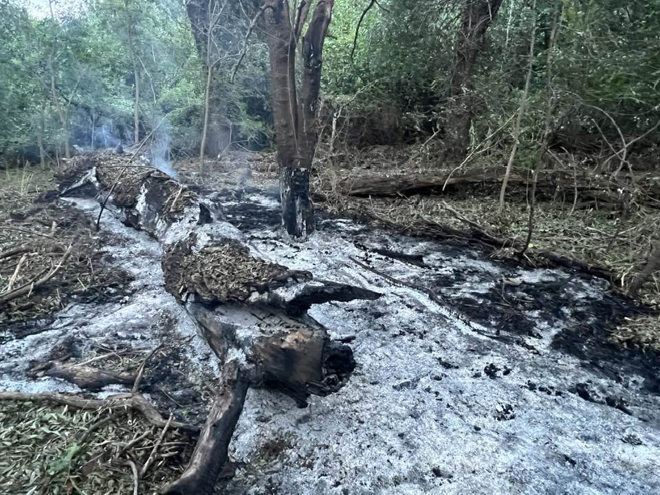 Imagini din locul unde au fost găsite, joi, resturile de dronă rusească pe teritoriul României: copaci carbonizați și cratere