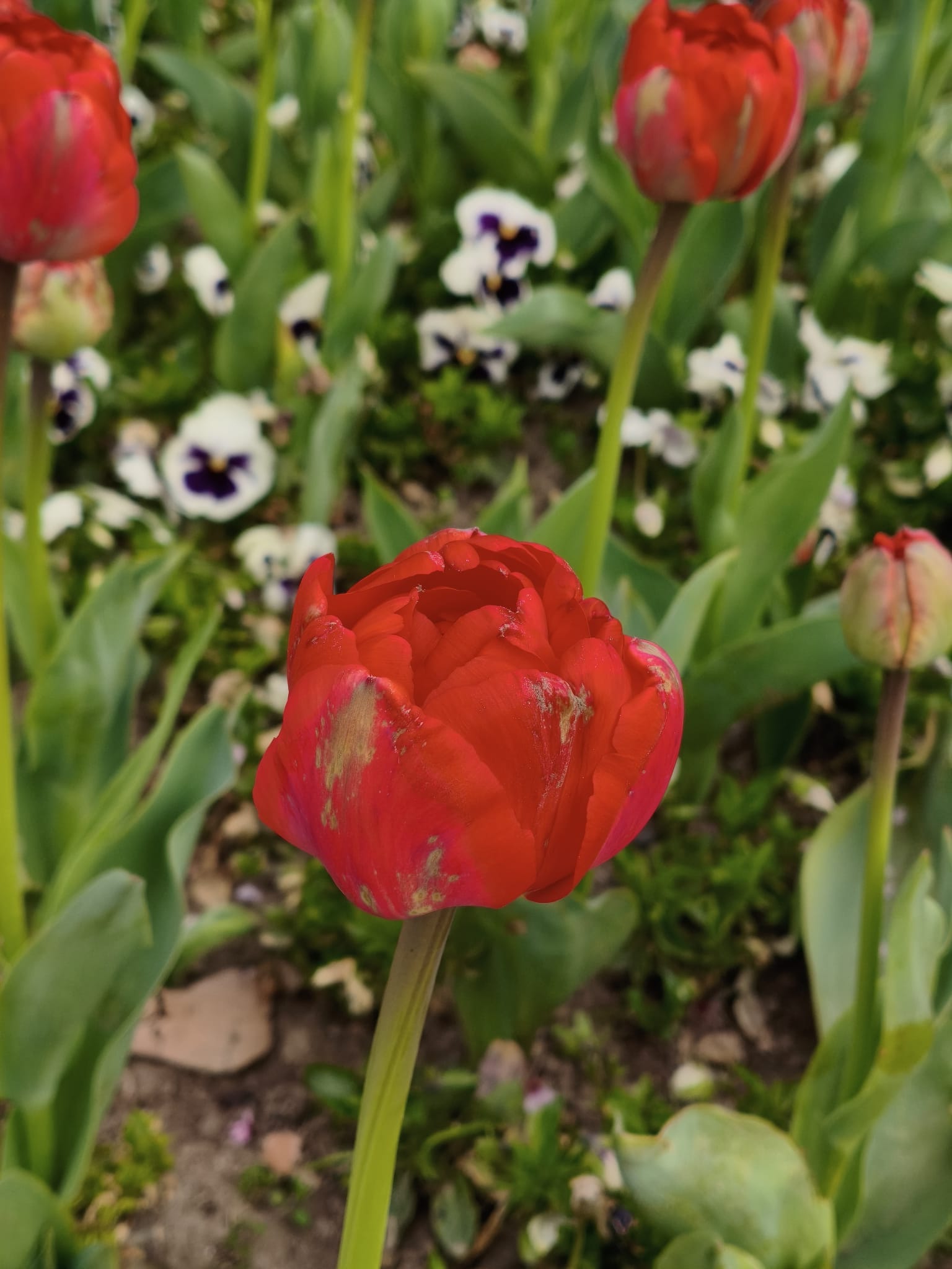 Peste 400.000 de lalele, la cea mai mare expoziție florală din România. Soiul unic care poate fi admirat doar la Pitești