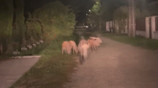 Mi folyik itt? Vaddisznók tartják rettegésben Balatonfenyvest – videó