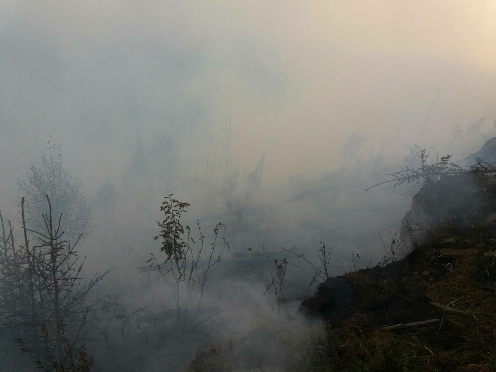 Incendiu izbucnit pe o plantație de conifere din Bistrița. Pompierii, pădurarii și sătenii luptă cu flăcările VIDEO