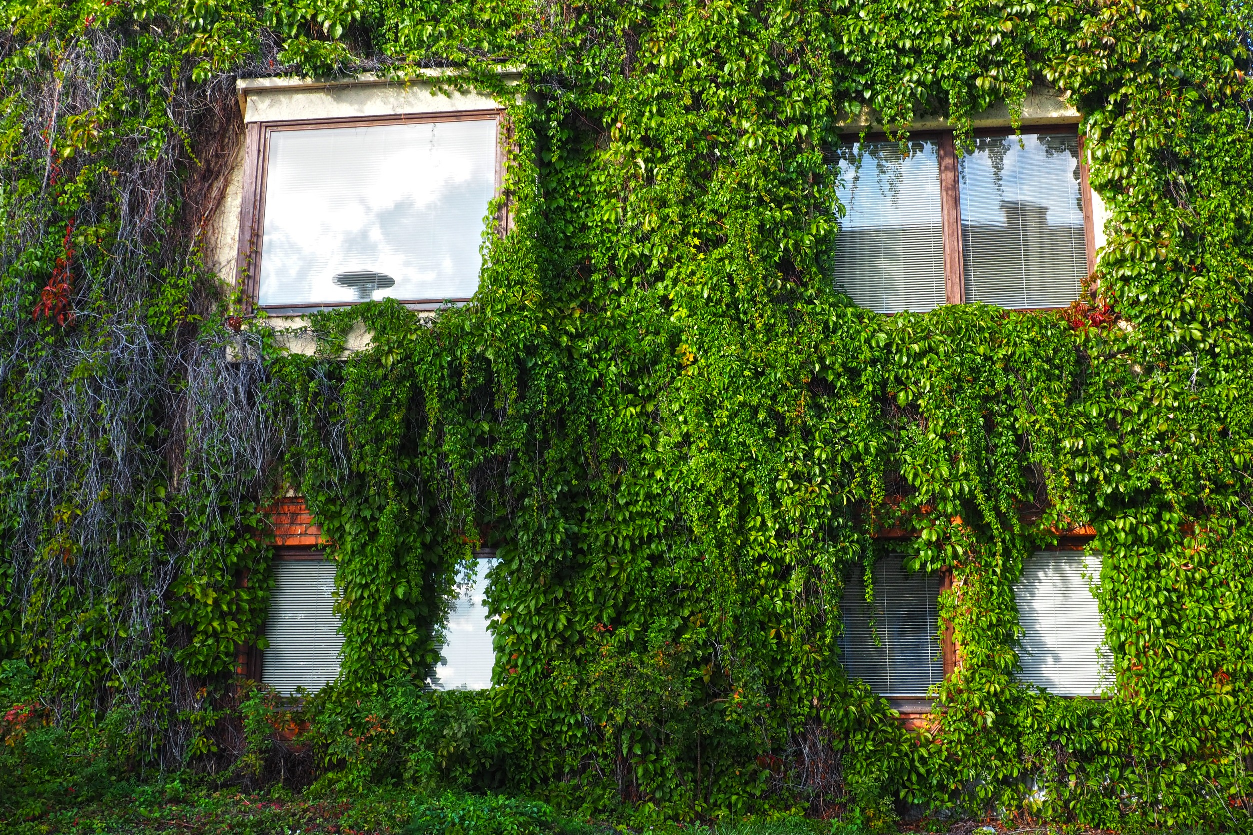 Ce plante căţărătoare poţi creşte în grădina ta