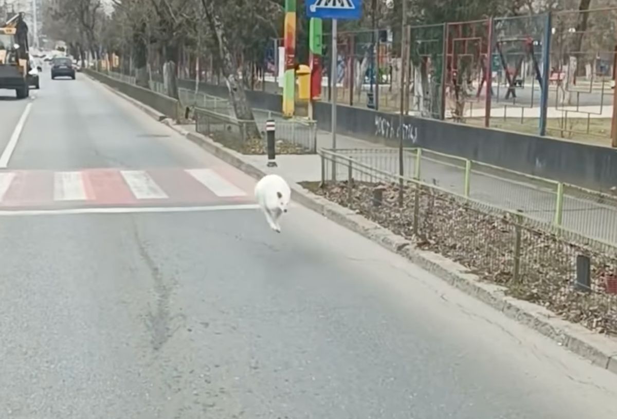Grădina Zoologică a lui Nuțu Cămătaru: Ce animale deține, pe lângă cangurul alb care s-a plimbat prin București. Autoritățile i-au făcut inventarul