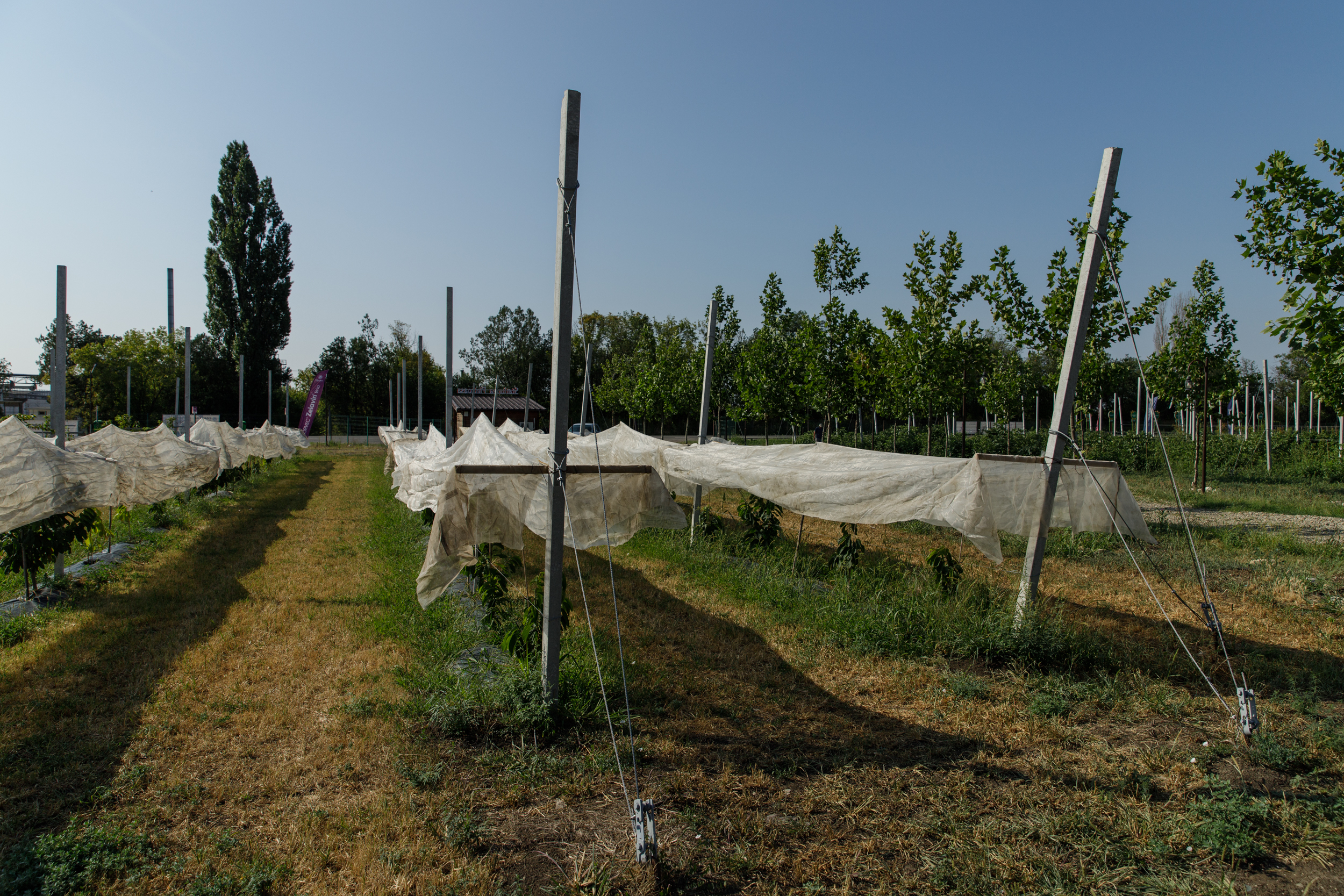 Livezile viitorului, adaptate la secetă, prind formă într-o stațiune de cercetare din Buzău. Vom avea rodii, kaki și kiwi românești