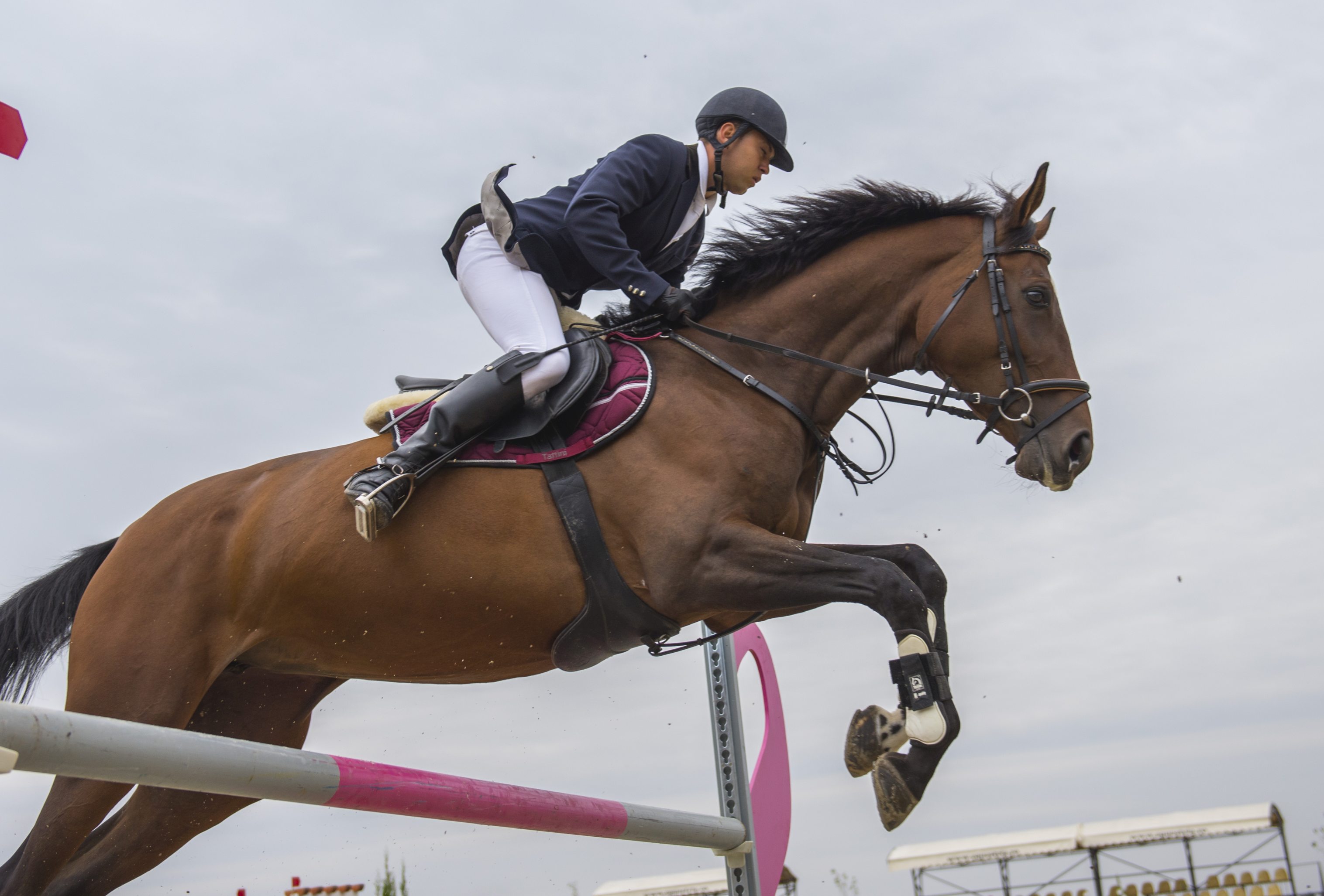GALERIE FOTO / Performanţa sportivă şi frumuseţea echitaţiei,  în primul week-end de la Salonul Calului