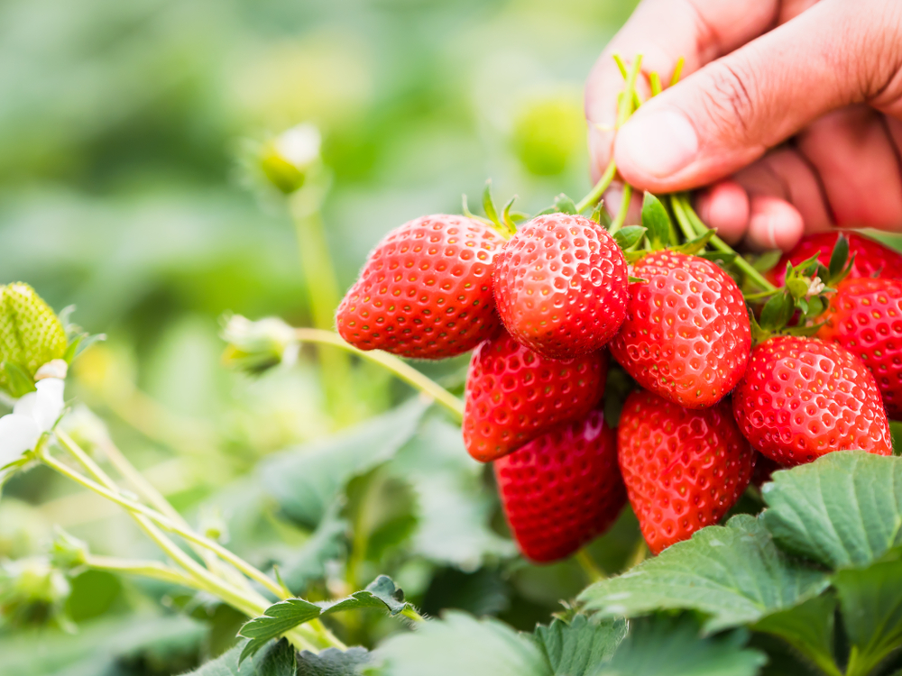 Căpșuni - plantare, cultivare și îngrijire. Ce beneficii are consumul de căpșuni și ce rețete poți încerca și cu fructele aromate