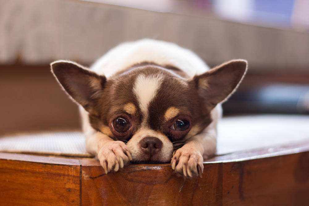 Chihuahua - Personalitate și caracteristici. Cum se dresează cel mai mic câine din lume