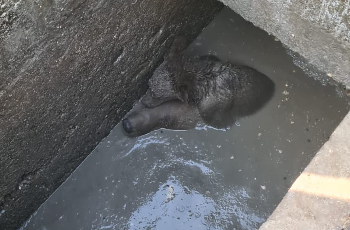O ursoaică a căzut într-o fosă septică neacoperită din Sinaia și și-a ţinut puiul pe creştet pentru a-l proteja. VIDEO