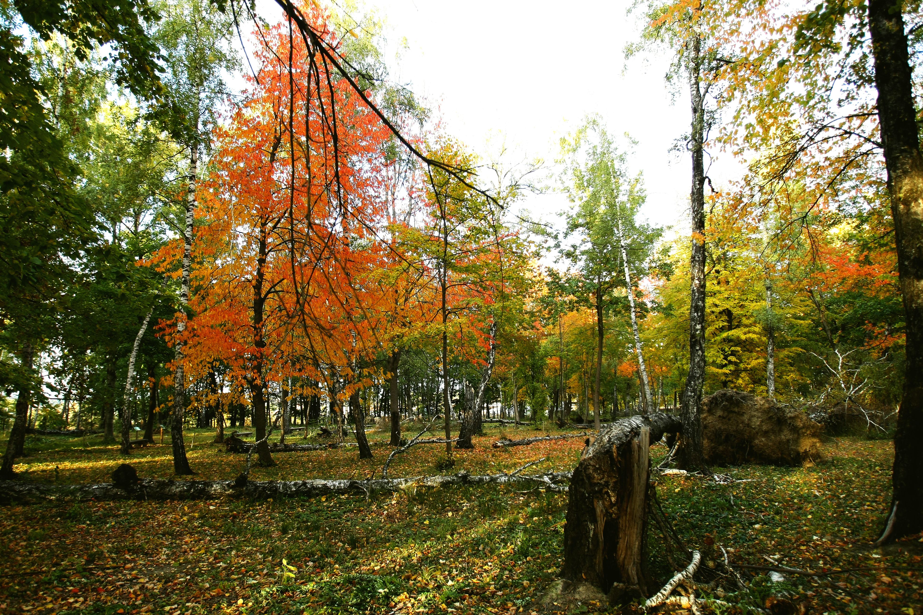 Fotografii prin lumea lui Mihai Eminescu. Toamna colorează spectaculos ”Codrii de aramă” și ”Pădurea de argint”