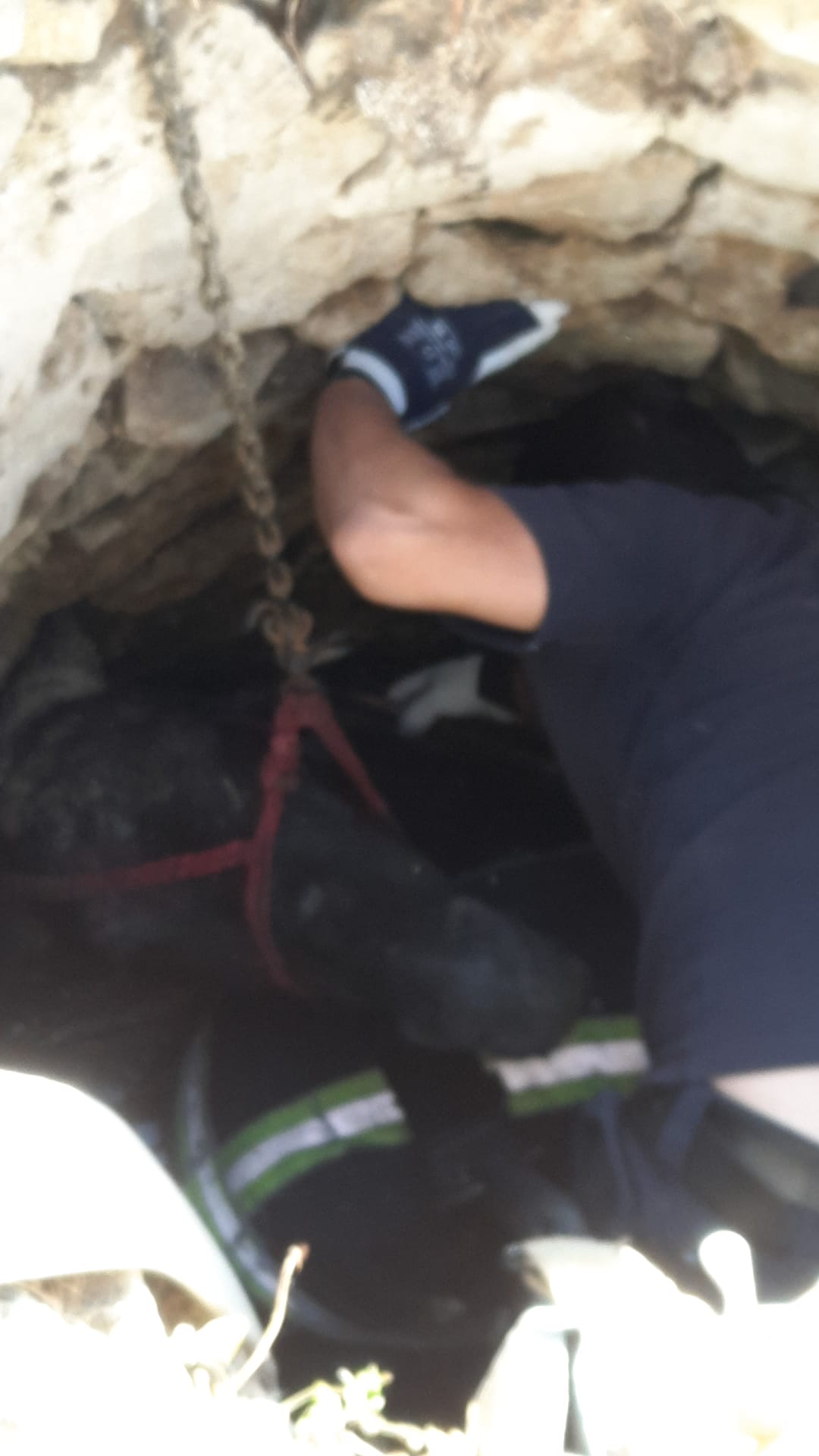 Cal salvat în Iași, după ce a căzut într-o fântână. Animalul a fost scos după două ore de pompieri
