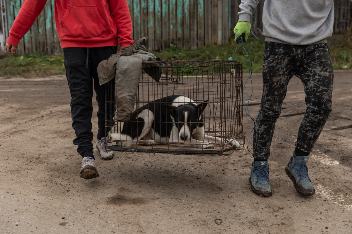 REPORTAJ. În loc de reni, Moș Crăciun a venit anul acesta cu o caravană salvatoare pentru iepe, măgărițe, câini și pisici