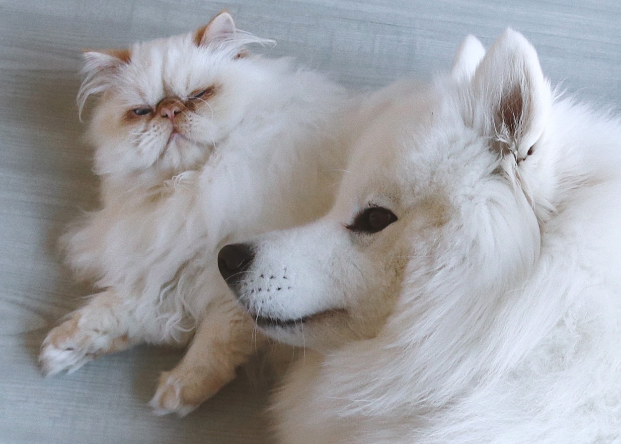 VIDEO | Prietenie la cataramă între un câine samoyed și o pisică persană