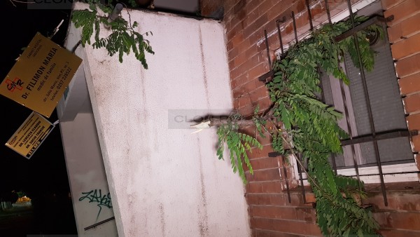 Furtună puternică în Arad. Incendiu, sute de case fără curent și mașini distruse de copaci din cauza vijeliei