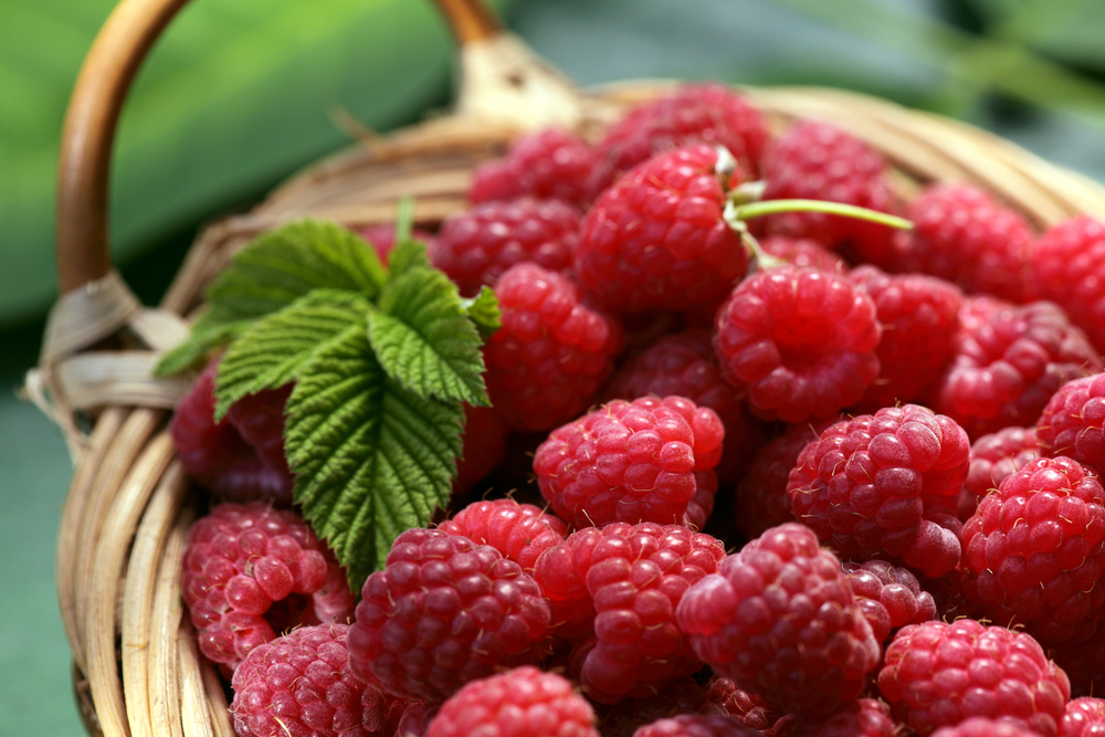 Zmeura - plantare, cultivare și îngrijire. Ce beneficii are consumul de fructe și ce rețete cu zmeură poți încerca