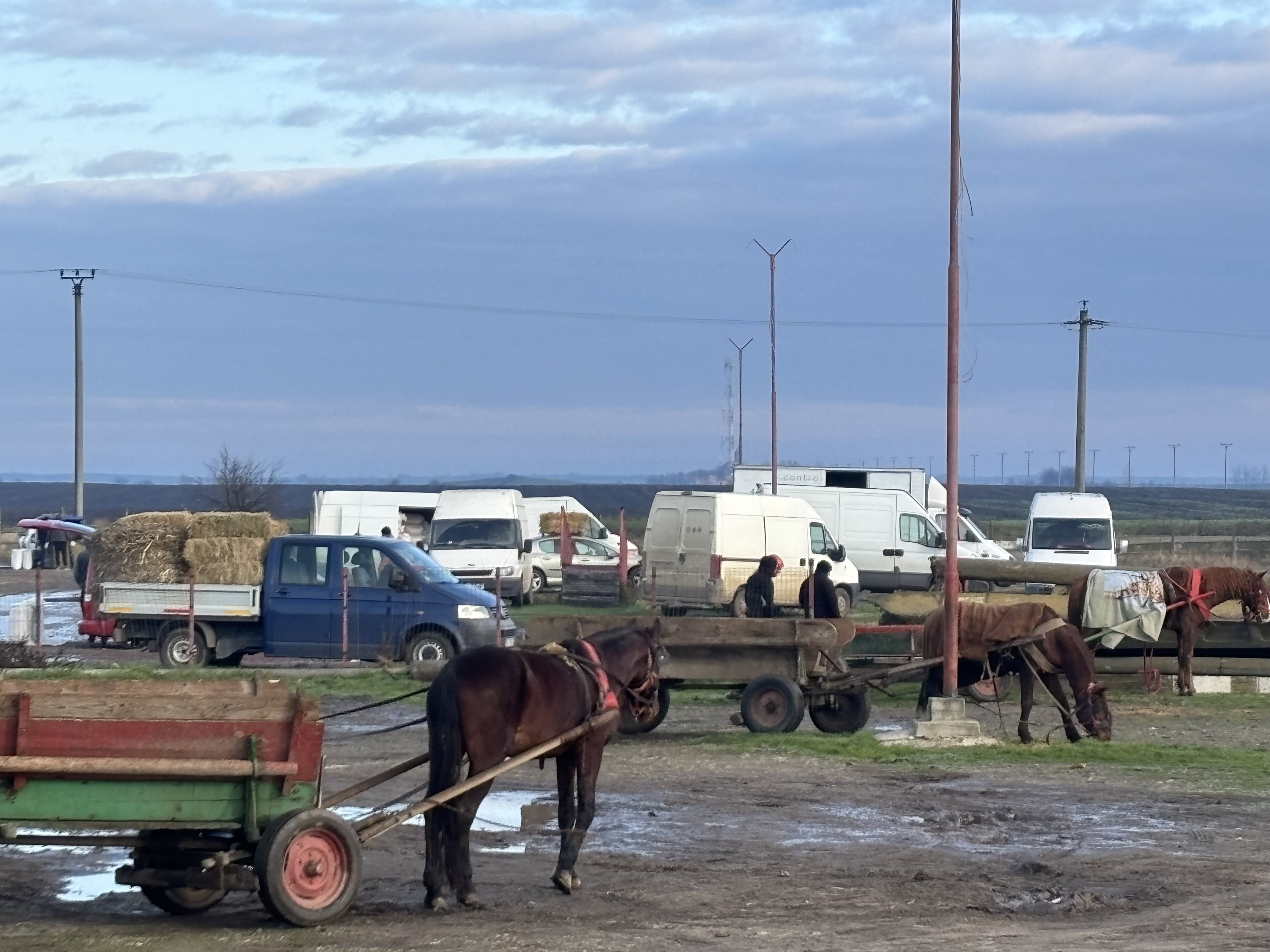 „N-am porc din cauza scroafelor de la București! Georgescu o să le dea cu râtul în noroi” - supărarea din Corbii Mari, Voluntari și Smeeni că porcii sunt interziși, de Crăciun, la vânzare în târgurile săptămânale