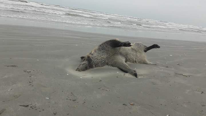 Porci mistreți, găsiți morți și parțial sfâșiați pe o plajă din nordul stațiunii Mamaia - FOTO&VIDEO