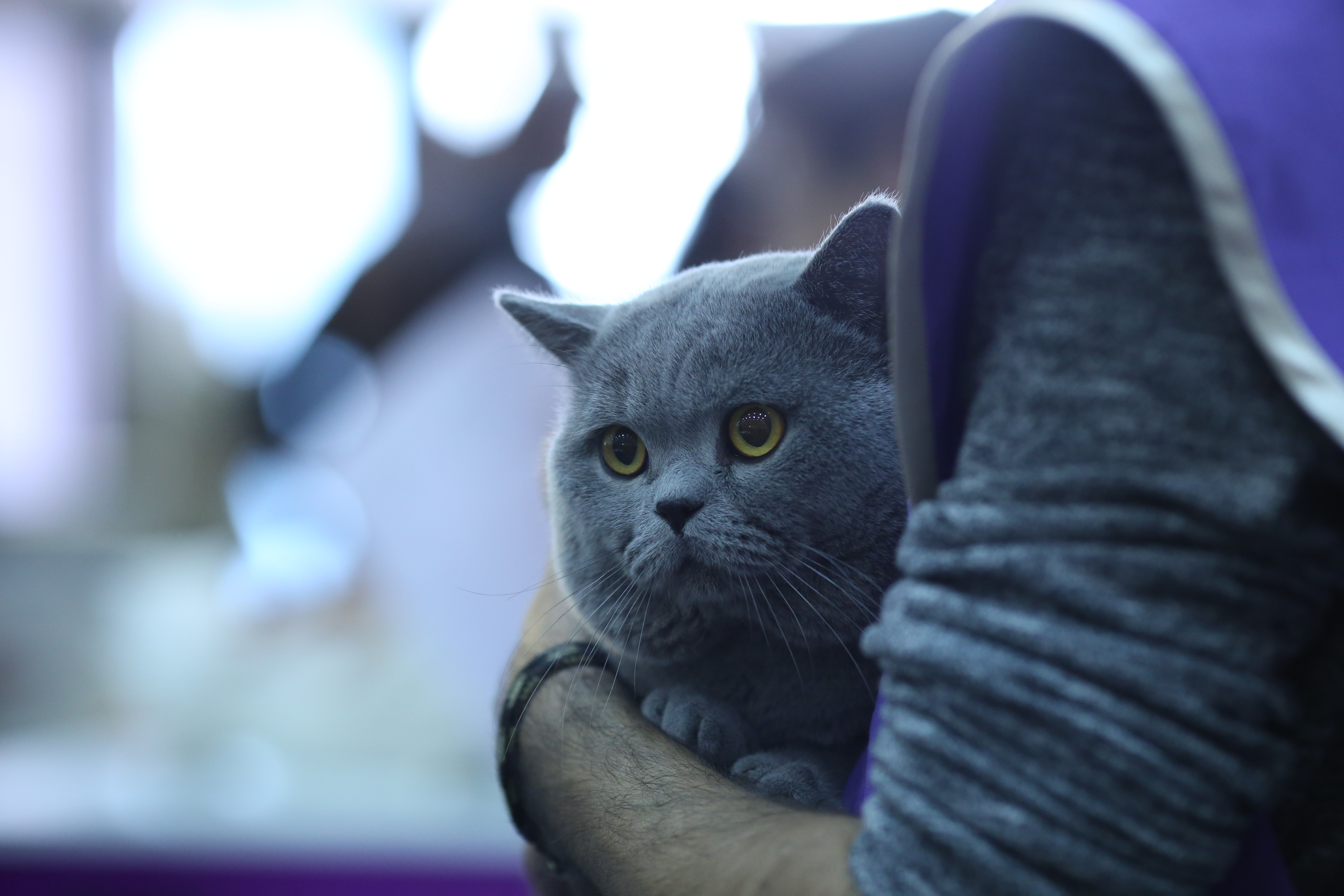 FOTO EXCLUSIV/ Expoziție de feline la Romexpo. Peste 250 de pisici de rasă din toată lumea vor putea fi admirate în acest weekend