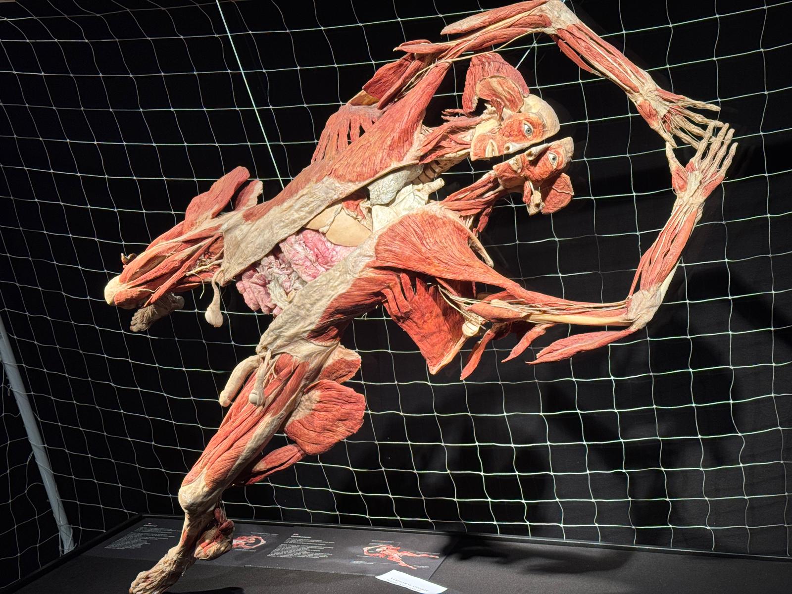 Expoziția de corpuri plastinate de la Biblioteca Națională se prelungește până pe 16 martie: „La cererea publicului”