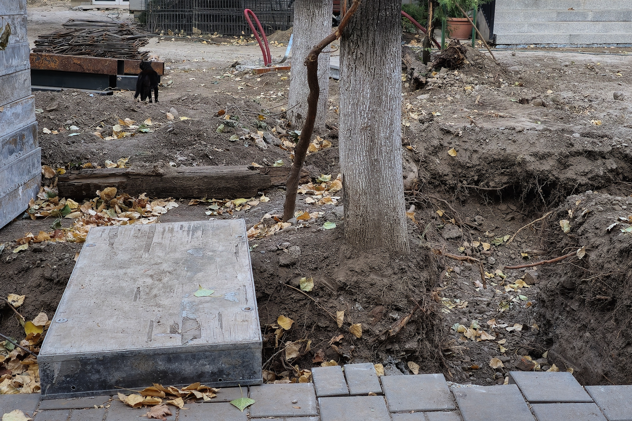 Au băgat excavatorul ca să facă șanțuri pentru gardul unei școli din București și au rupt rădăcinile a zeci de copaci