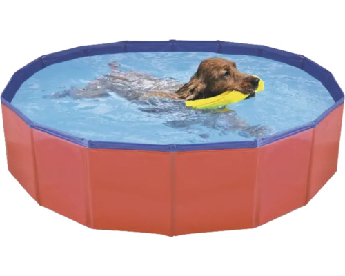 Cele mai bune piscine pentru câini: cât costă, ce modele există și cum alegi varianta potrivită