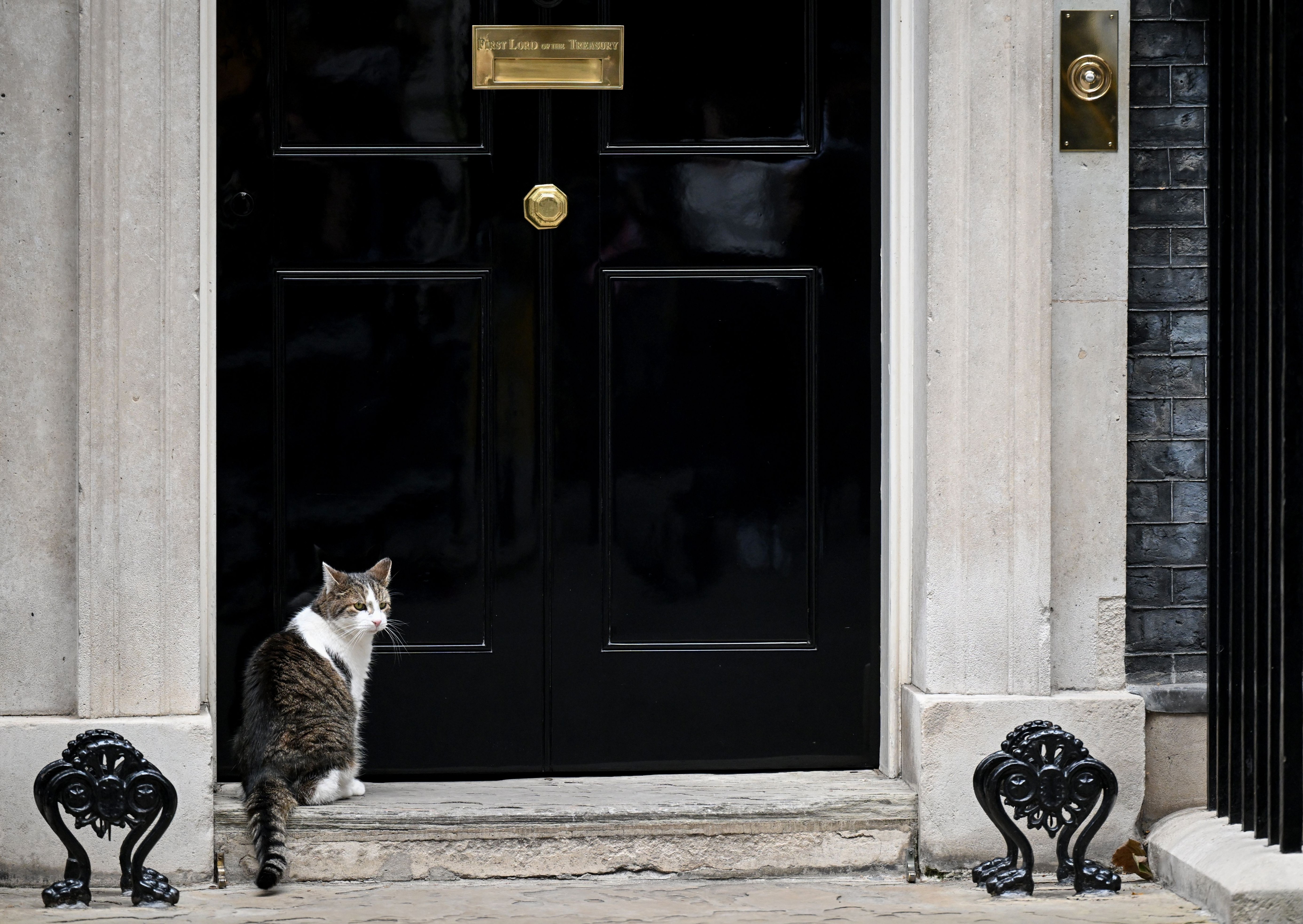 Invazie de șoareci în cartierul guvernamental din Londra. Motanul Larry, „cel mai vechi locatar din Downing Street”, are concurență