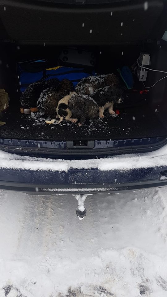 IMAGINI EMOȚIONANTE | Căței îngropați în zăpadă, salvați de jandarmii montani din Gorj. Cum a reacționat mama cățelușilor