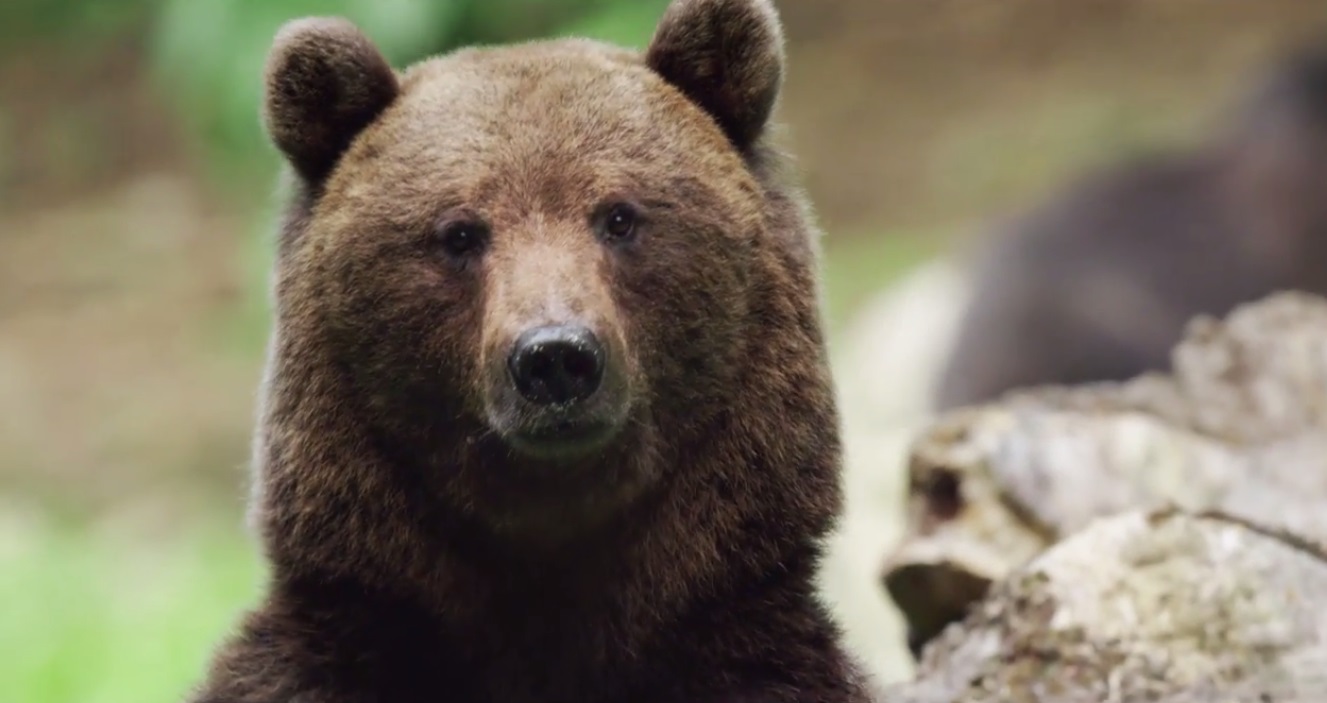 VIDEO România neîmblânzită, imagini fabuloase din pădurile României, într-un film britanic care ajunge azi și în România. Azi este Ziua Internațională a Pădurilor