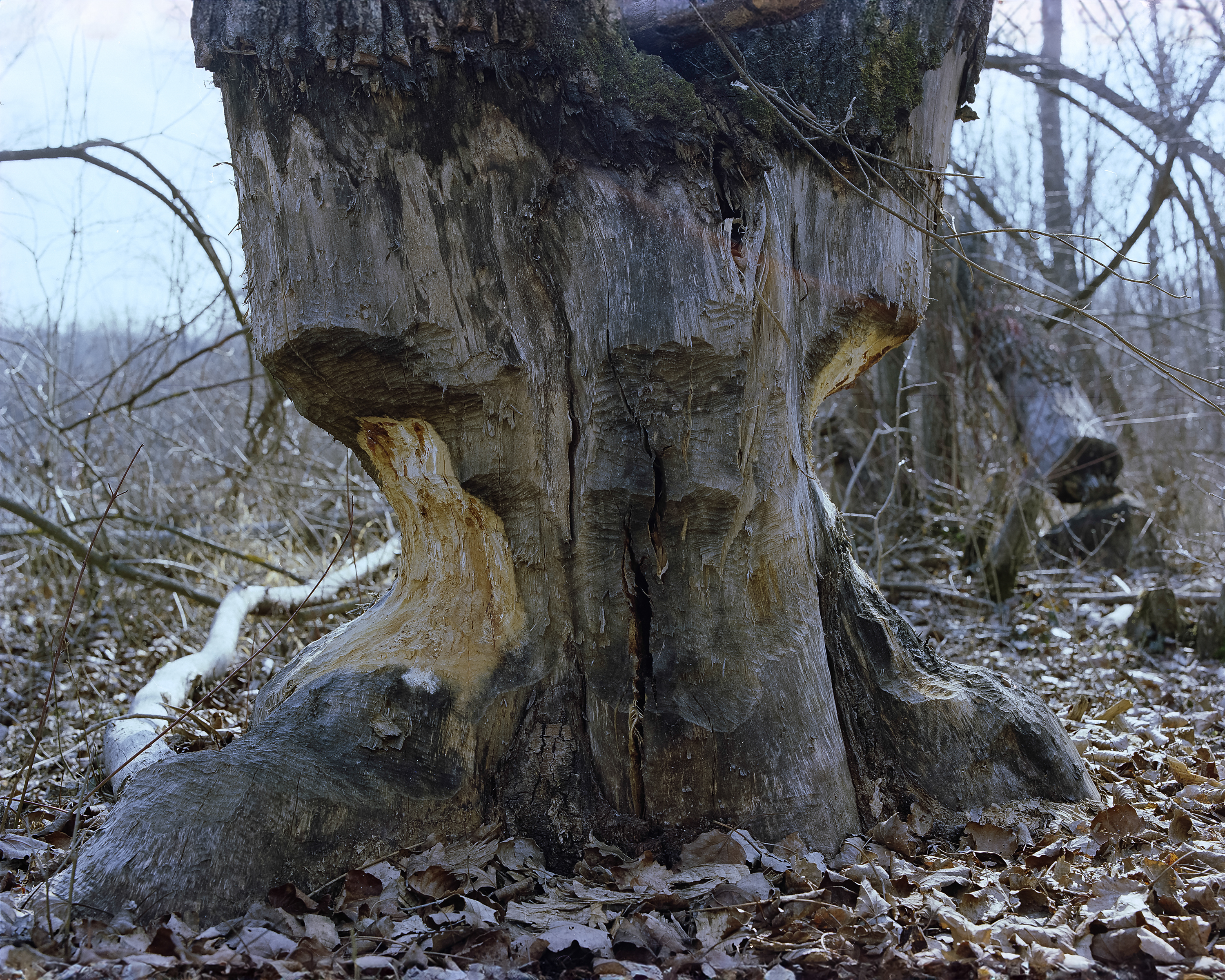 Cum a ajuns castorul înapoi în România după 175 de ani. „Inginerul ecosistemelor” construiește acum baraje vitale în toate regiunile țării