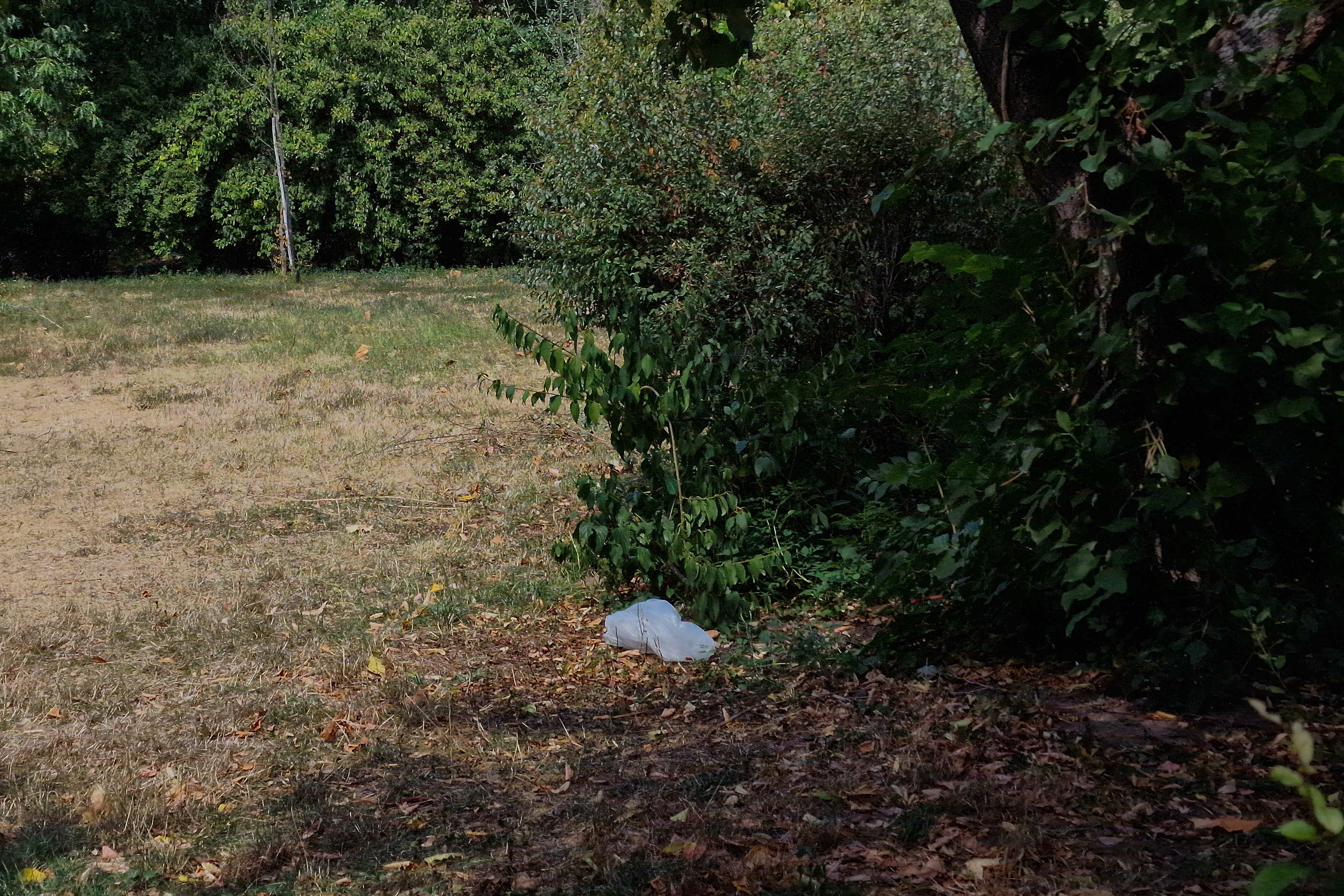 FOTO. În Parcul Circului din București, toată iarba e pârjolită. Rezistă, în schimb, gunoaiele