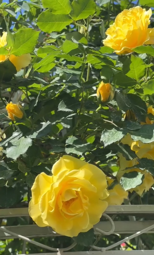 Imagini noi din grădina Andreei Marin. Are mulți trandafiri înfloriți, dar și plante aromatice, spanac și răsaduri de roșii