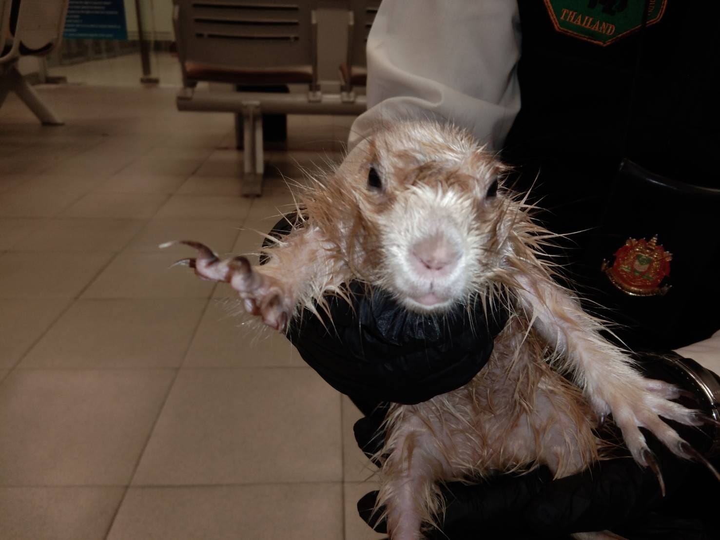 Un bărbat a încercat să iasă din Thailanda cu două vidre și un câine de prerie, dar a fost prins pe aeroport. Unde ascunsese animalele