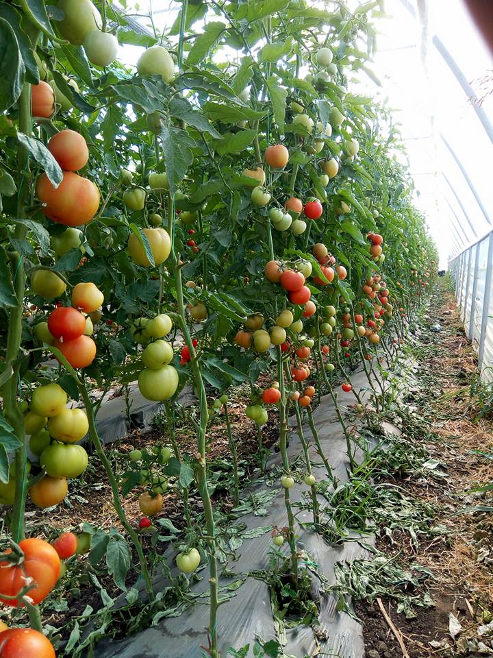 VIDEO EXCLUSIV/Au muncit din greu în Anglia, dar au venit acasă să facă agricultură. Șapte olteni au reînviat C.A.P.-ul!