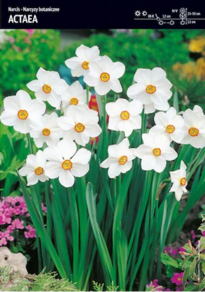 Poiana Narciselor. Locul fermecat din România cu milioane de flori