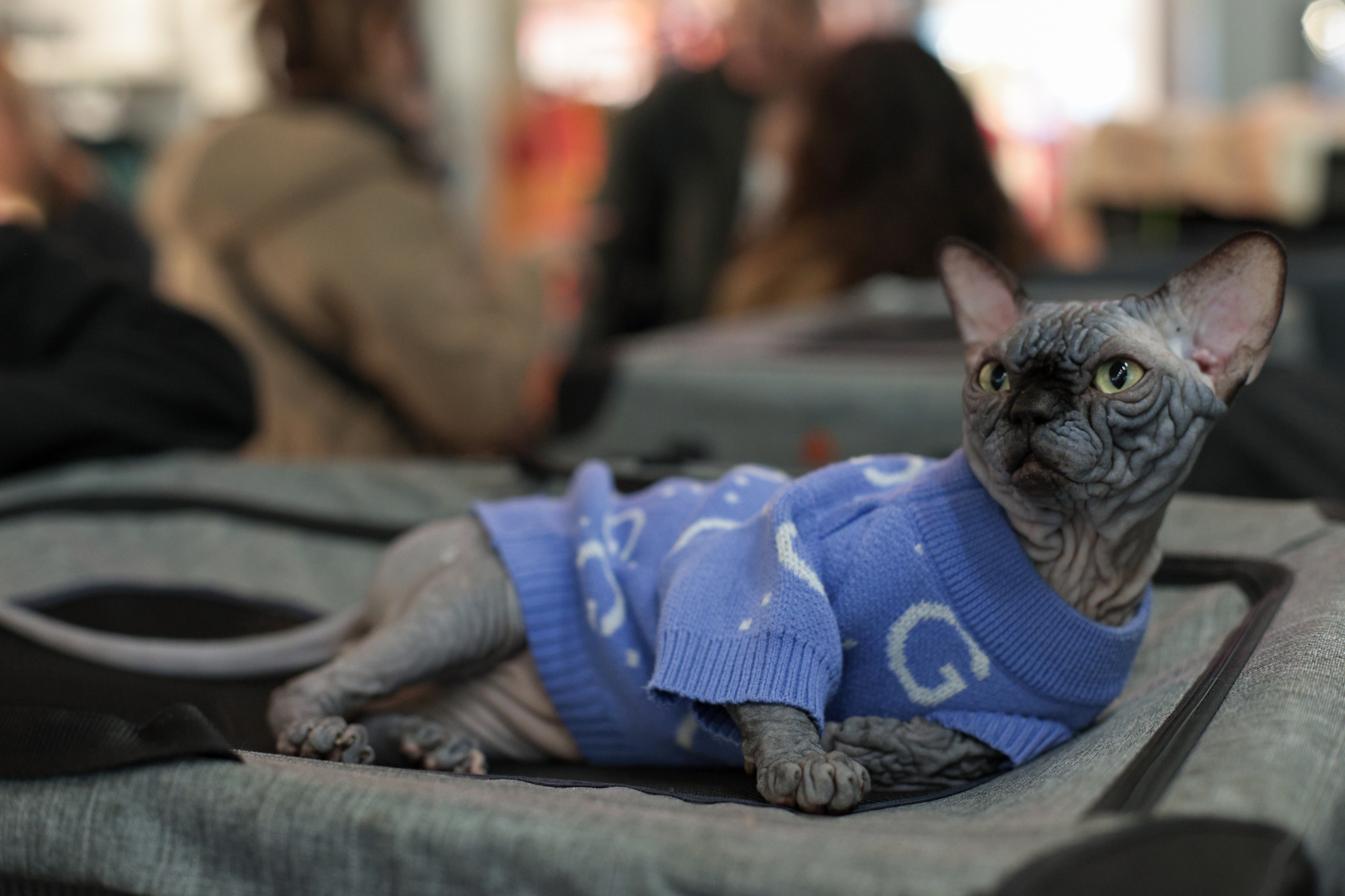 FOTO. Pisicile au pus stăpânire pe un mall din Capitală. Peste 250 de exemplare participă la Expoziția Internațională Feline WCF