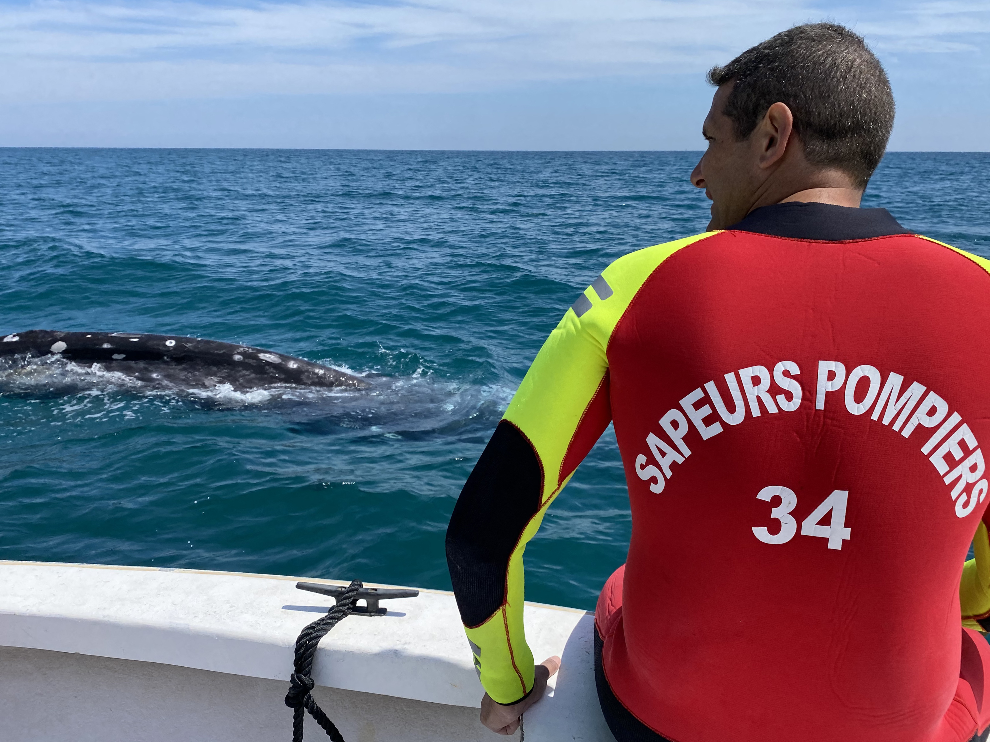 O balenă cenușie rătăcită în Marea Mediterană caută cu disperare să se întoarcă în Pacific. „E doar piele și os”