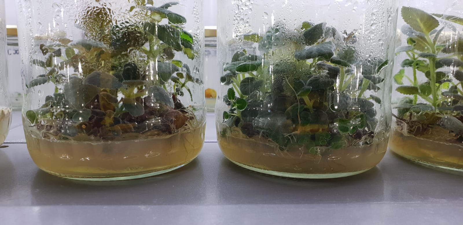 Românul care cultivă un milion de plante in vitro pe an: “Se întorc oamenii de afară. De ce să muncească pe plantația altuia pe o mie de euro, când poate lua 30 de mii pe a lui?”