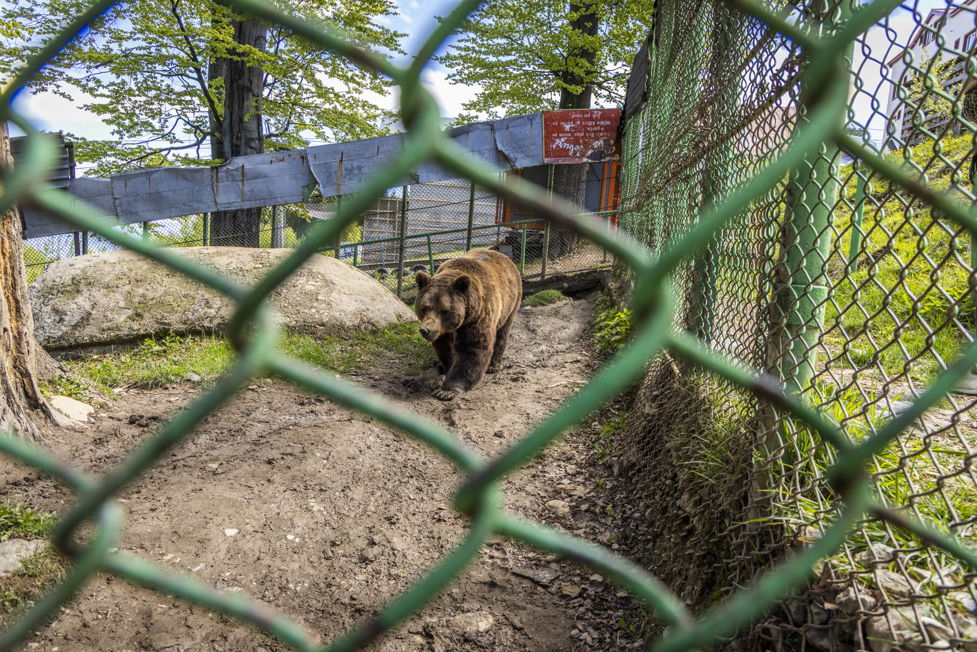 Apel către Ministerul Mediului pentru salvarea ursului Baloo, captiv de 25 de ani în Straja: „180.000 de oameni din întreaga lume au semnat petiția. Nu e mascotă turistică”