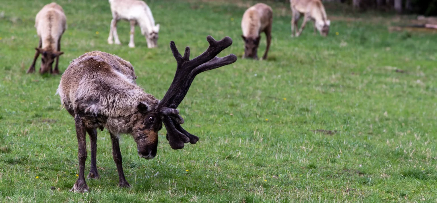 Viața la ferma de zimbri din Vama Buzăului. Animalele sunt îngrijite într-o rezervație de 90 de hectare, aflată la poalele Munților Ciucaș